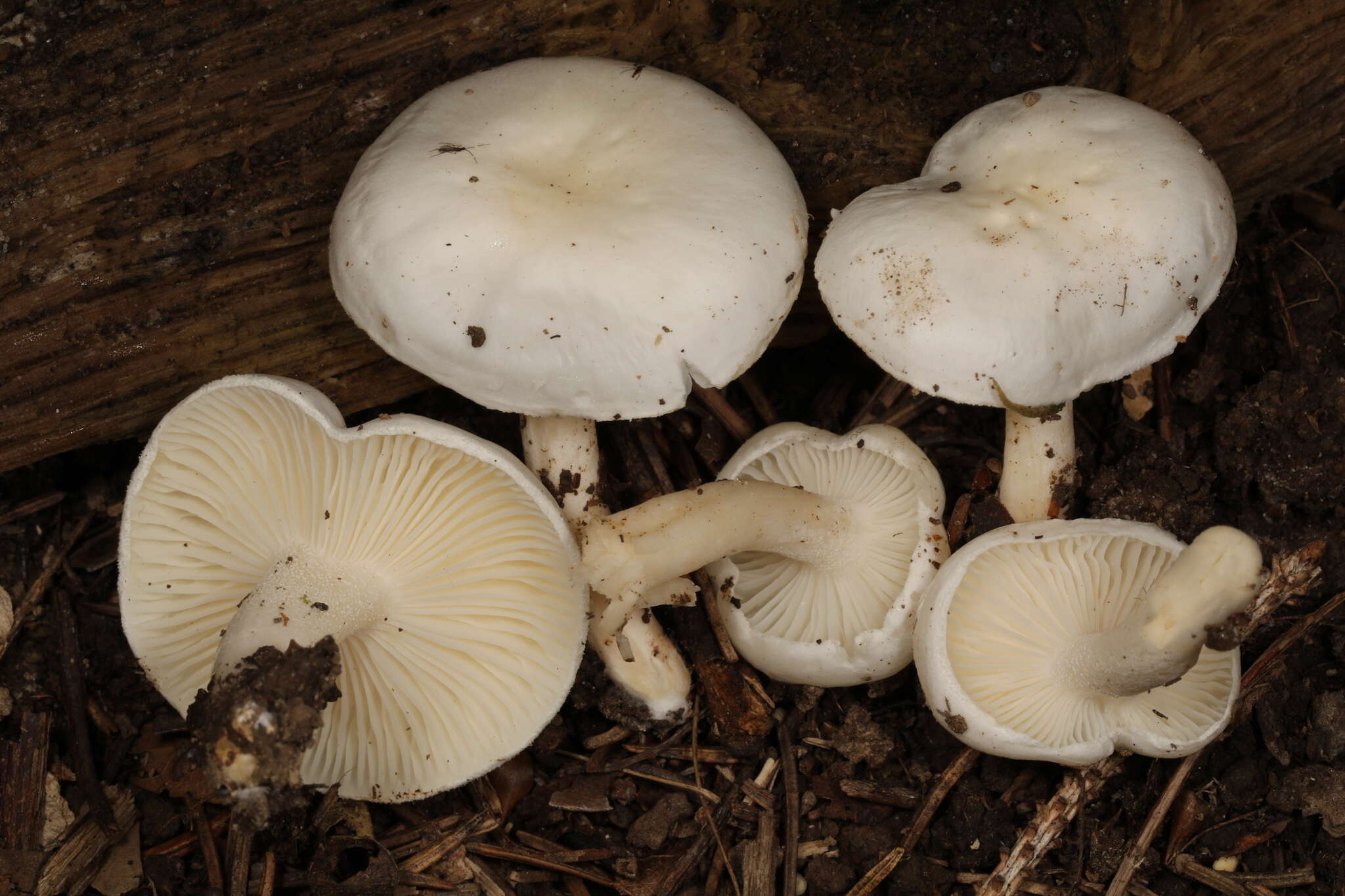 Plancia ëd Hygrophorus occidentalis A. H. Sm. & Hesler 1939