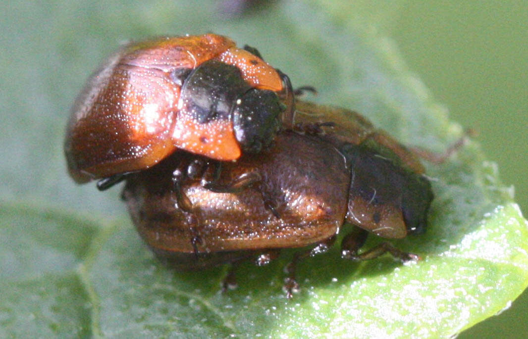 Image of Chrysomela (Macrolina) schaefferi Brown 1956