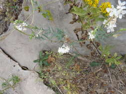 Image of false gaura