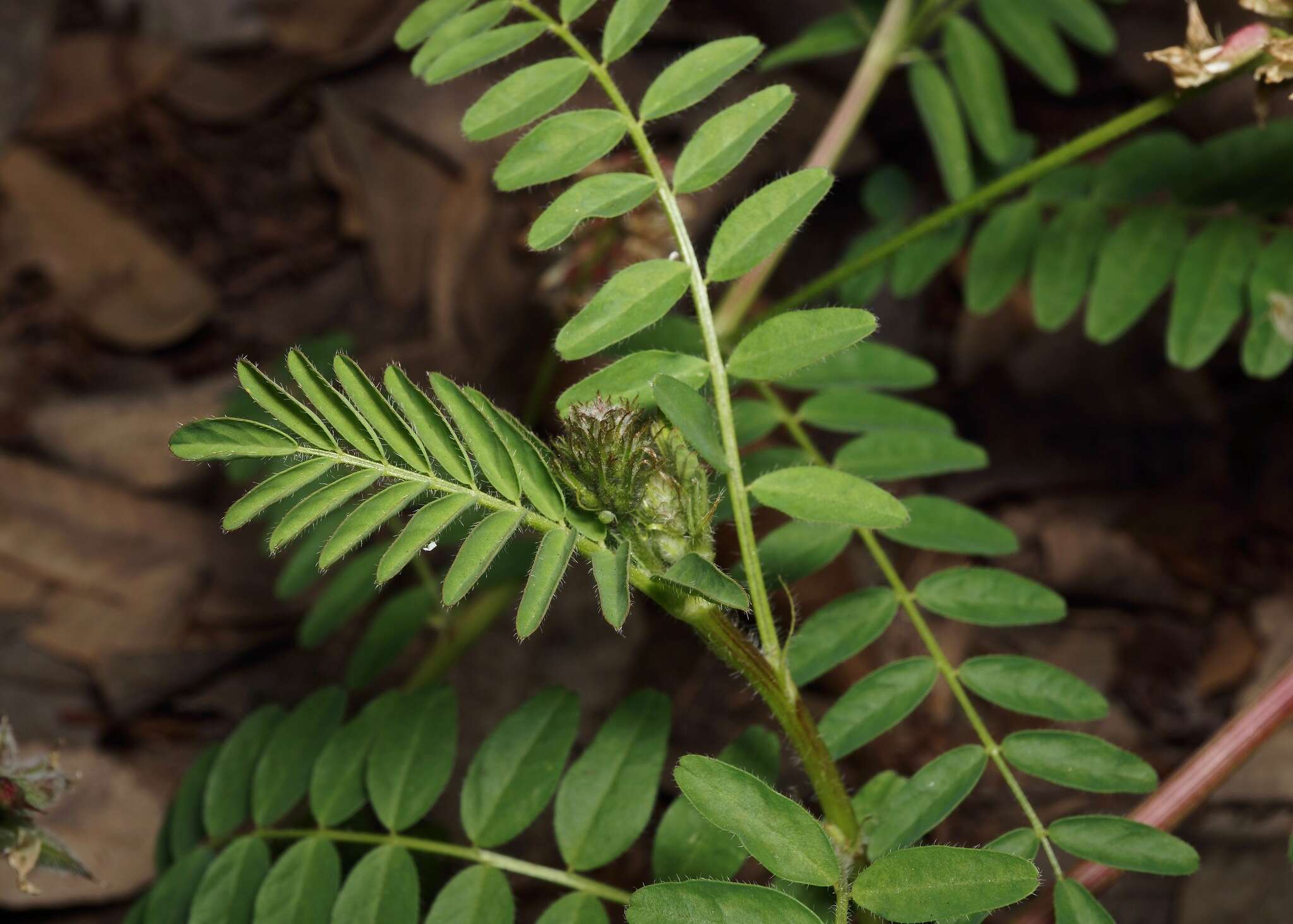 Image de Astragalus agnicidus Barneby