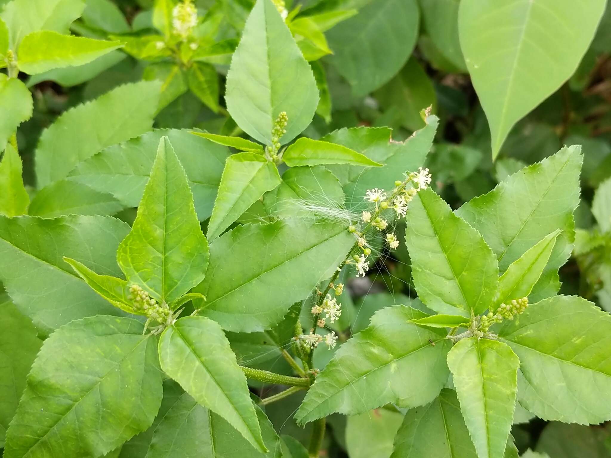 Image of Bonpland's croton