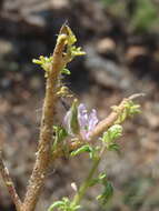 Image of Sieruela rubella (Burch.) Roalson & J. C. Hall