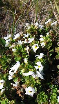 Image of Euphrasia petriei Ashwin