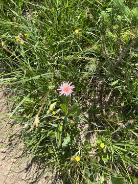 Plancia ëd Agoseris aurantiaca var. carnea (Rydb.) Lesica