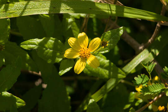 Image of shrubland nehe