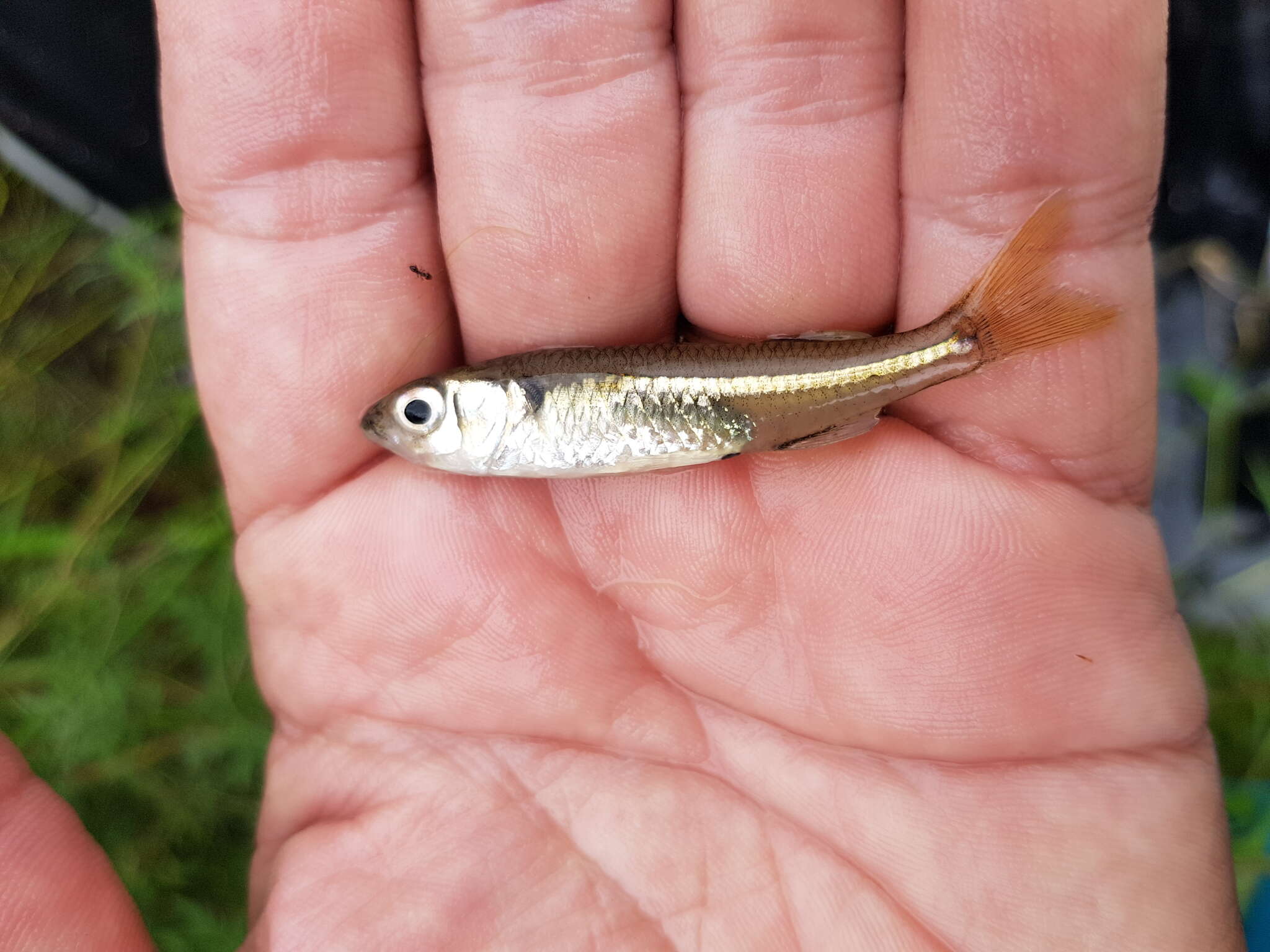 Image of Marjorie&#39;s freshwater hardyhead