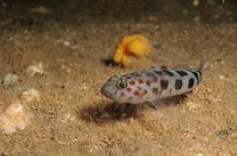 صورة Thorogobius ephippiatus (Lowe 1839)