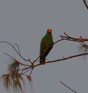 Image de Eclectus Wagler 1832