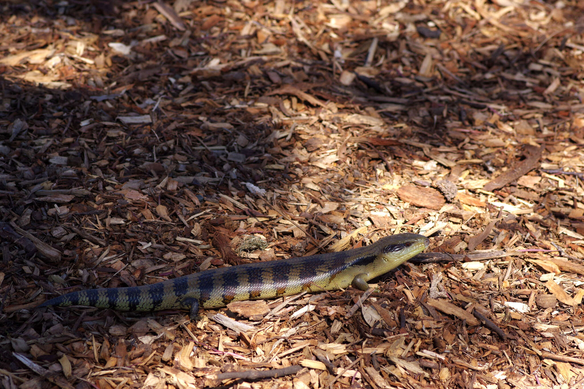 Image of Tiliqua scincoides scincoides (White 1790)