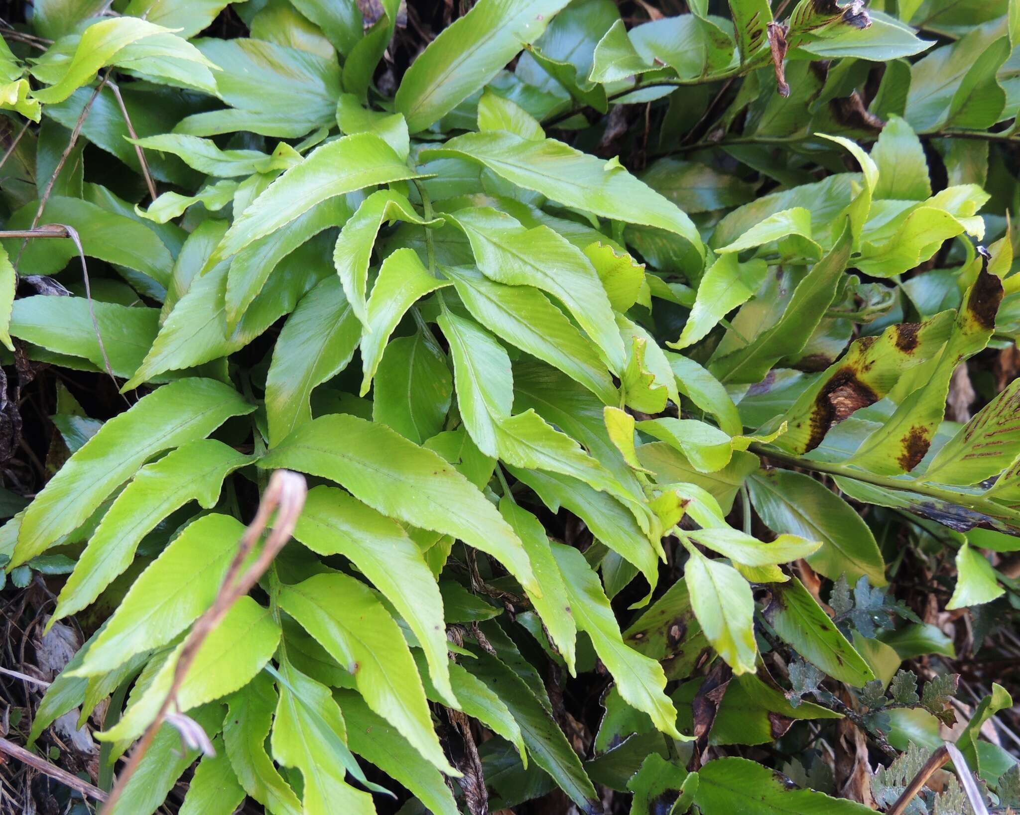 Image of Asplenium oblongifolium Col.