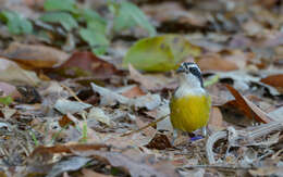 Coereba flaveola caboti (Baird & SF 1873) resmi