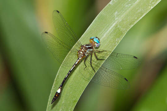 Image of Macrothemis ultima González 1992