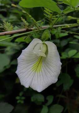 Image of Clitoria ternatea var. ternatea