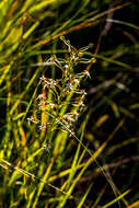 Image de Habenaria falcicornis (Lindl.) Bolus