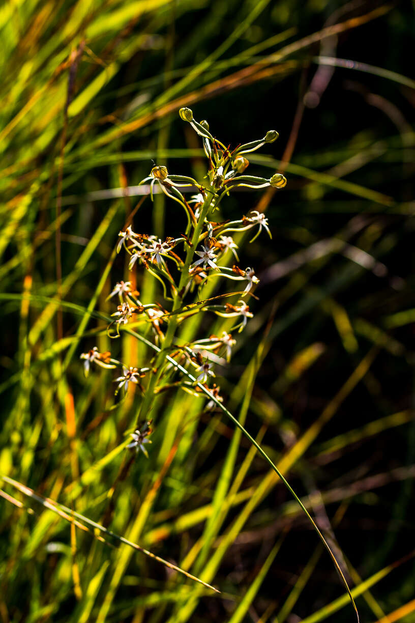 Image de Habenaria falcicornis (Lindl.) Bolus