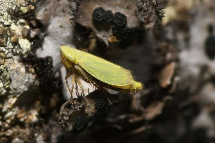 Plancia ëd Diplocolenus (Verdanus) abdominalis Fabricius 1803