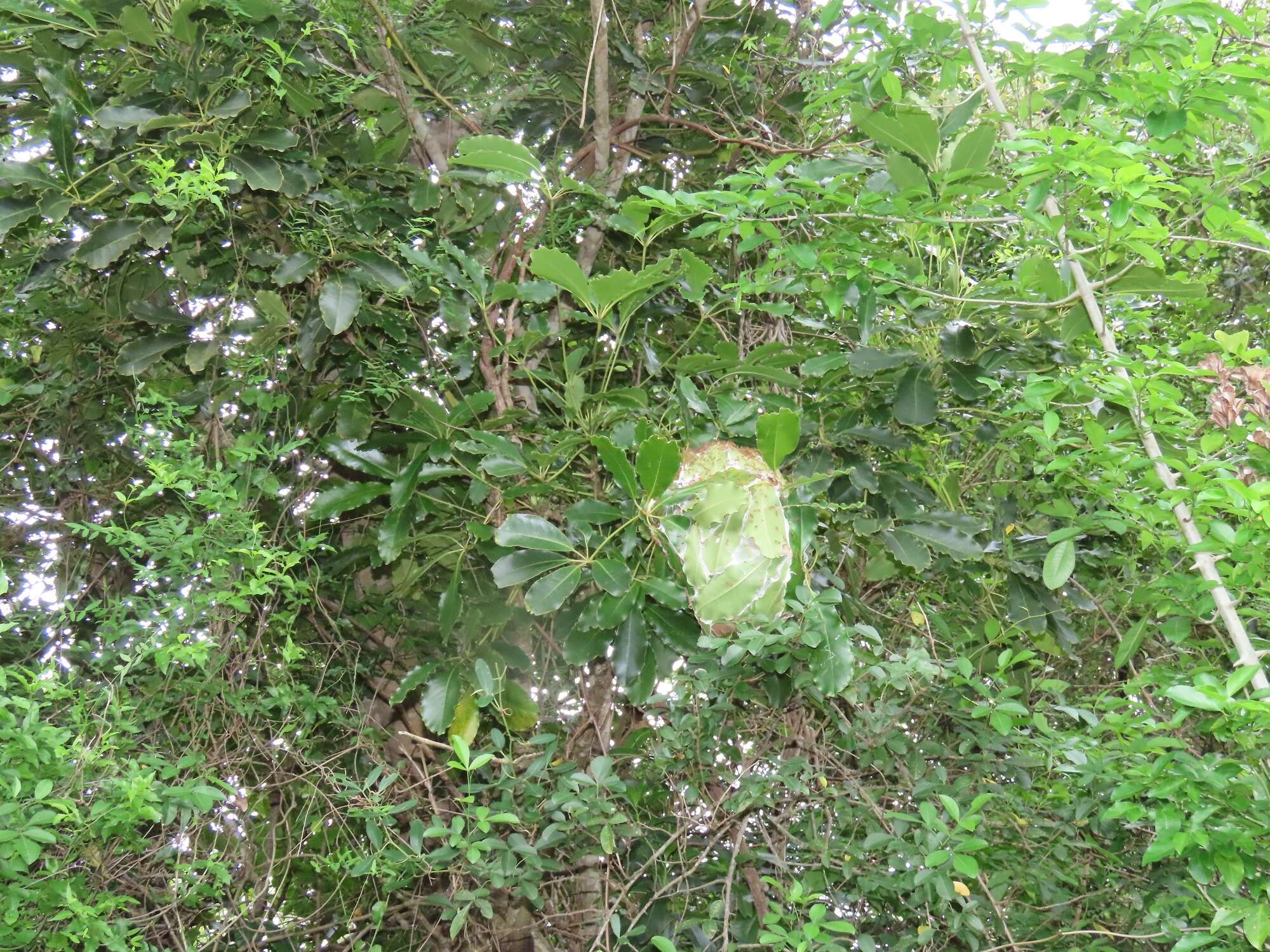 Image of Forest false cabbage-tree