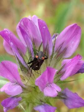 Imagem de Closterotomus cinctipes (A. Costa 1853)