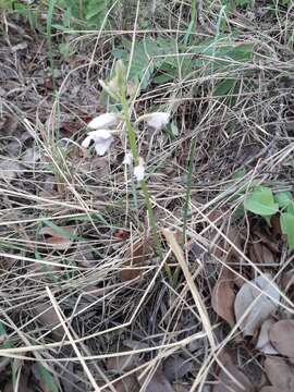 Image of Eulophia euantha Schltr.