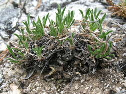 Image of Aster eremophilus Bunge