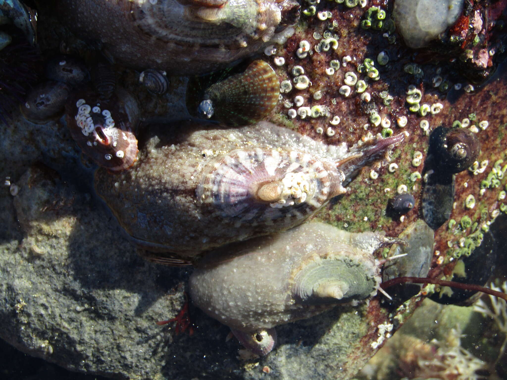 Image of Cape keyhole limpet