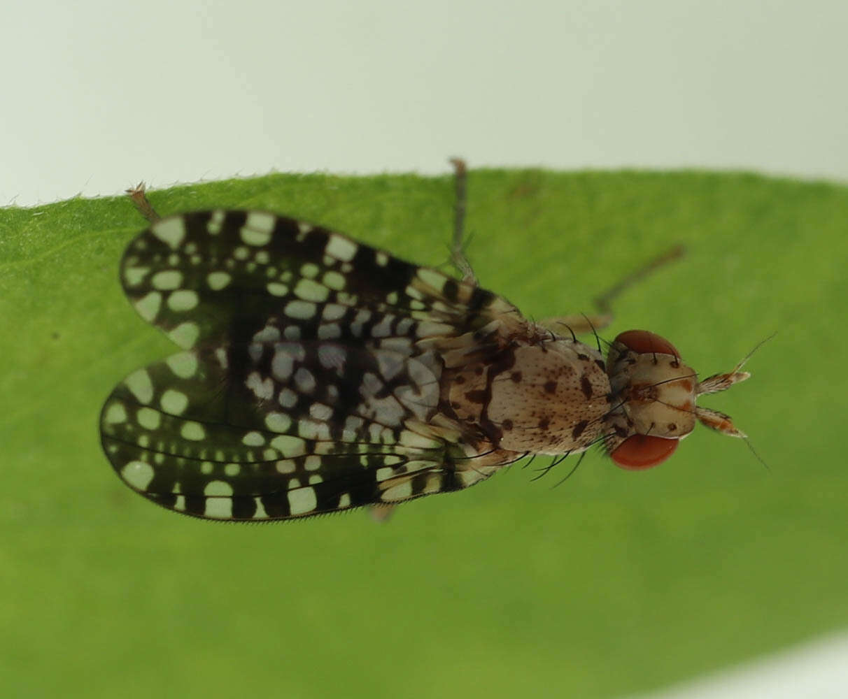 Image of Trypetoptera punctulata (Scopoli 1763)