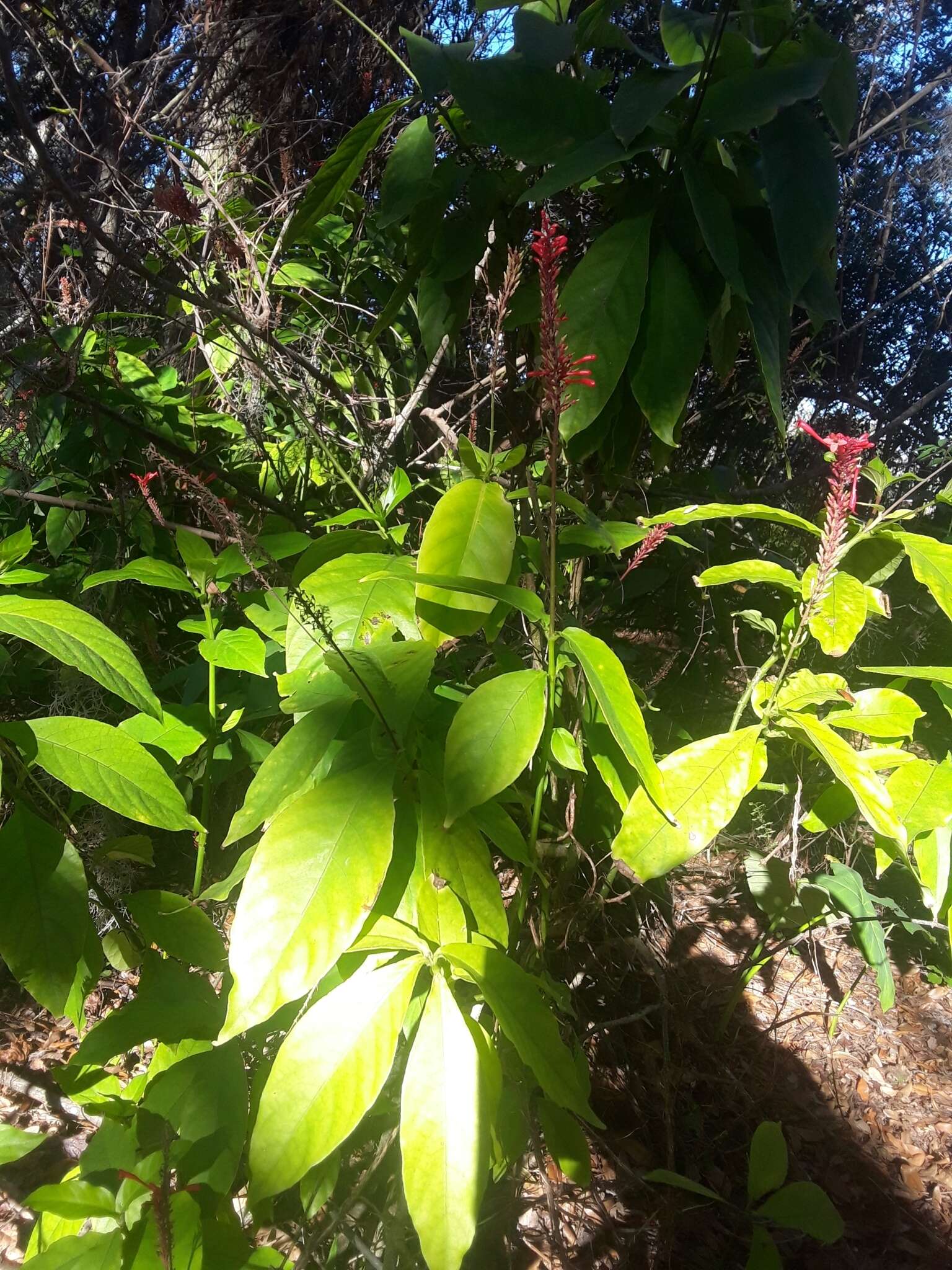 Image de Thyrsacanthus tubaeformis (Bertol.) Nees