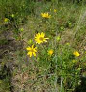 Image of longleaf sunflower