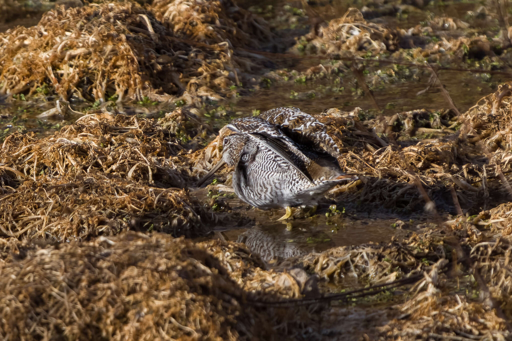 Image of Solitary Snipe