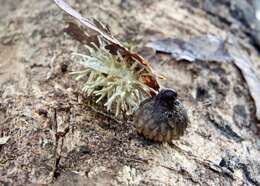 Image of Akanthomyces aculeatus Lebert 1858