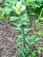 Image of Labrador Indian paintbrush