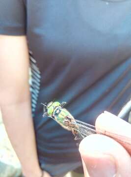 Image of Balkan Emerald