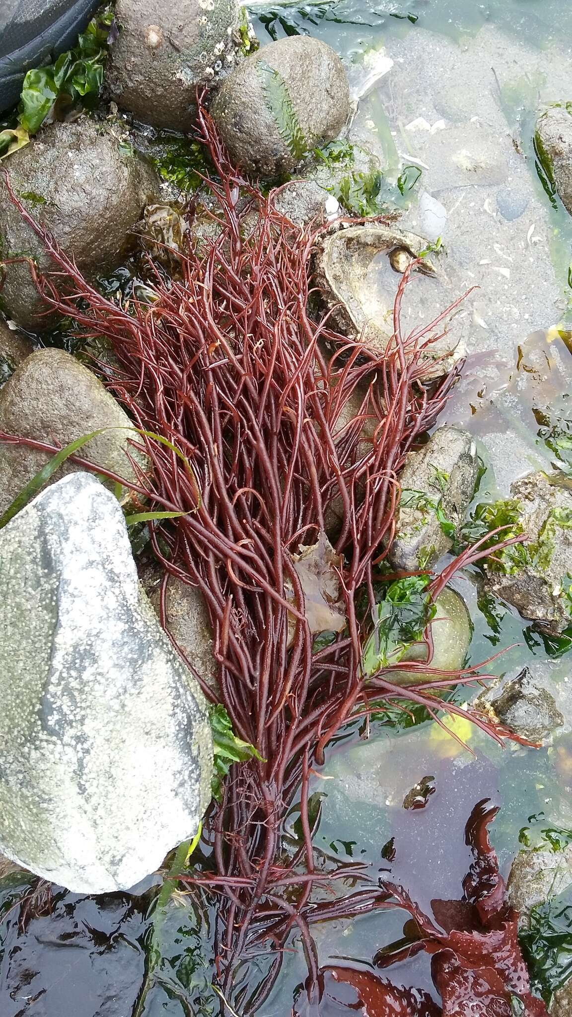 Image of Sea Noodles