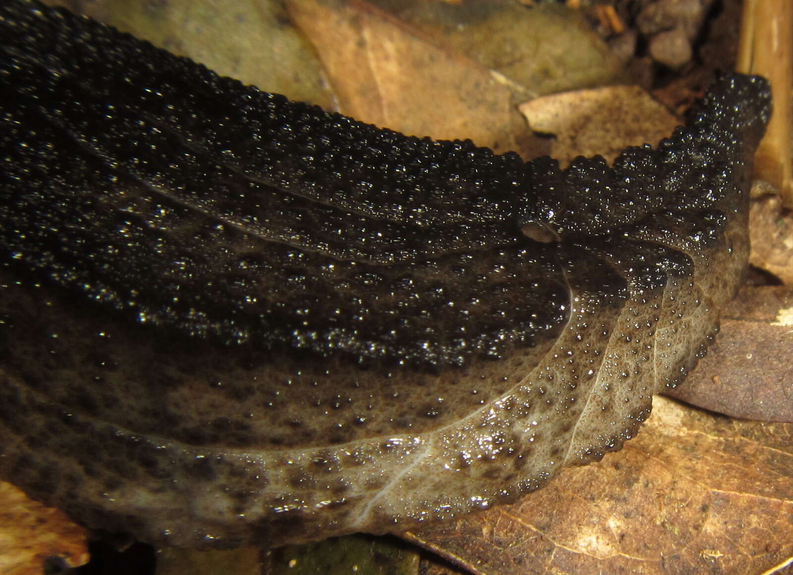 Image of Chlamydephorus sexangulus (H. Watson 1915)