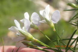 Image of Psoralea imminens