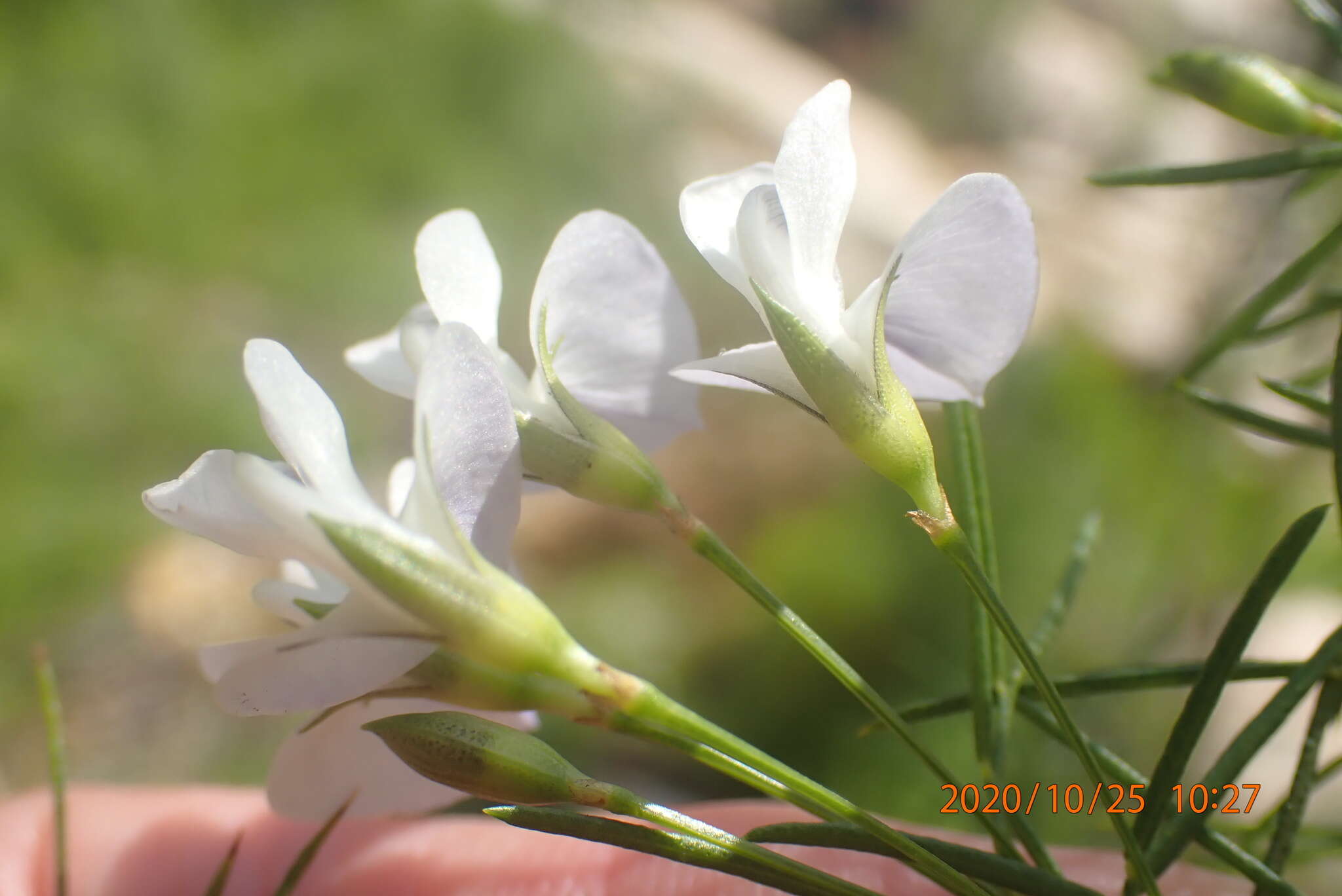 Image of Psoralea imminens