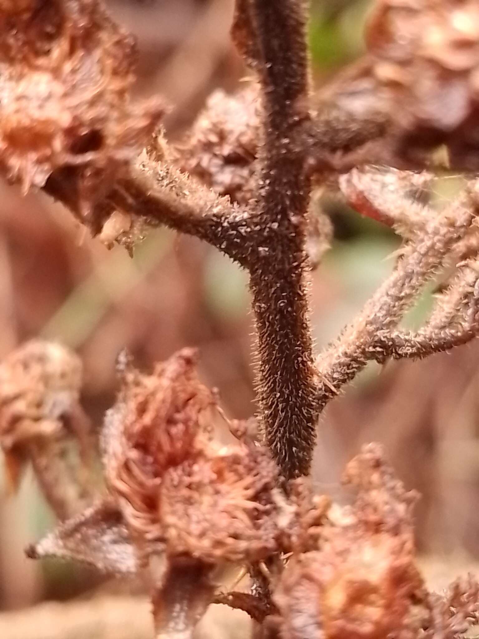 Image of Rubus amplificatus Lees