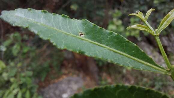 Image of Zanthoxylum thorncroftii (Verdoorn) Waterman