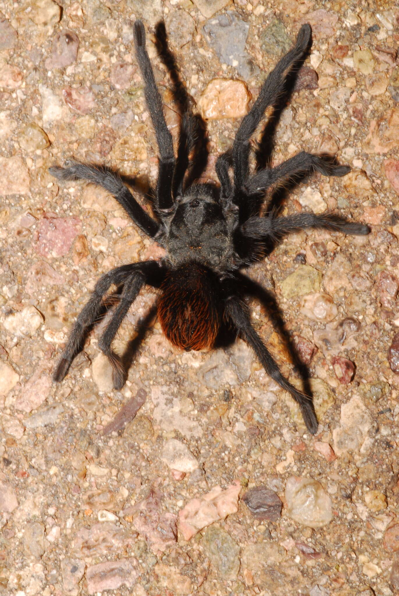 Image of Aphonopelma madera Hamilton, Hendrixson & Bond 2016