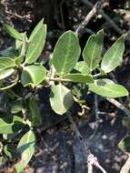 Image of Round-leaved Poison-bush