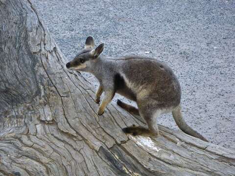 Image of Black-flanked Rock Wallaby