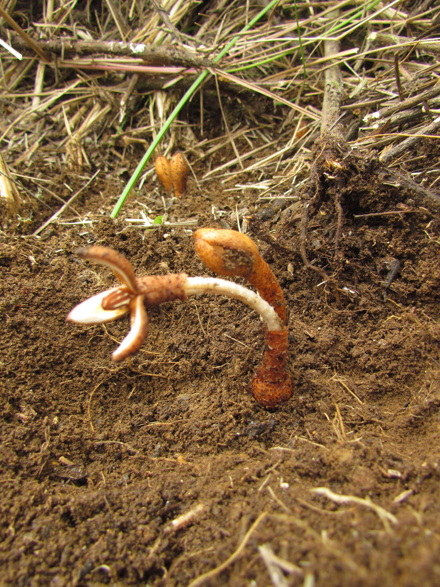 Image of Prosopanche demogorgoni