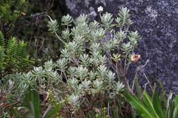 Olearia moschata Hook. fil. resmi