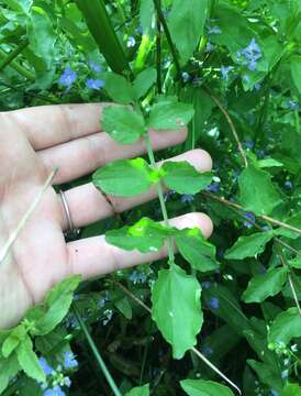 Image de Nasturtium microphyllum (Boenn. ex Rchb.) Rchb.