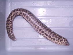 Image of Chain Moray Eel