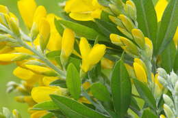 Image of leafy broom