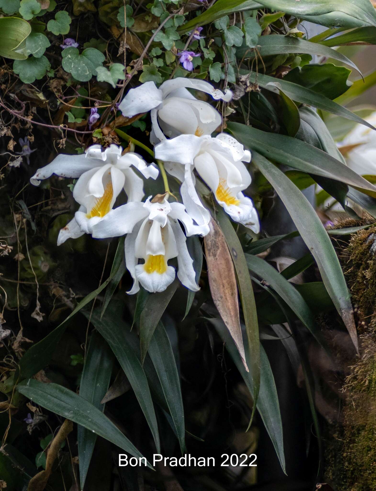 Coelogyne cristata Lindl. resmi