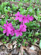 Image of creeping phlox