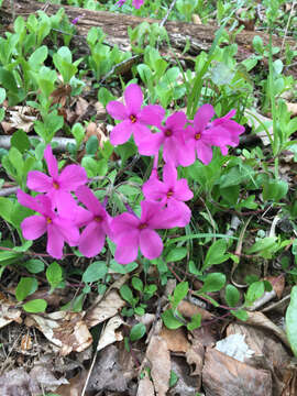 Image of creeping phlox