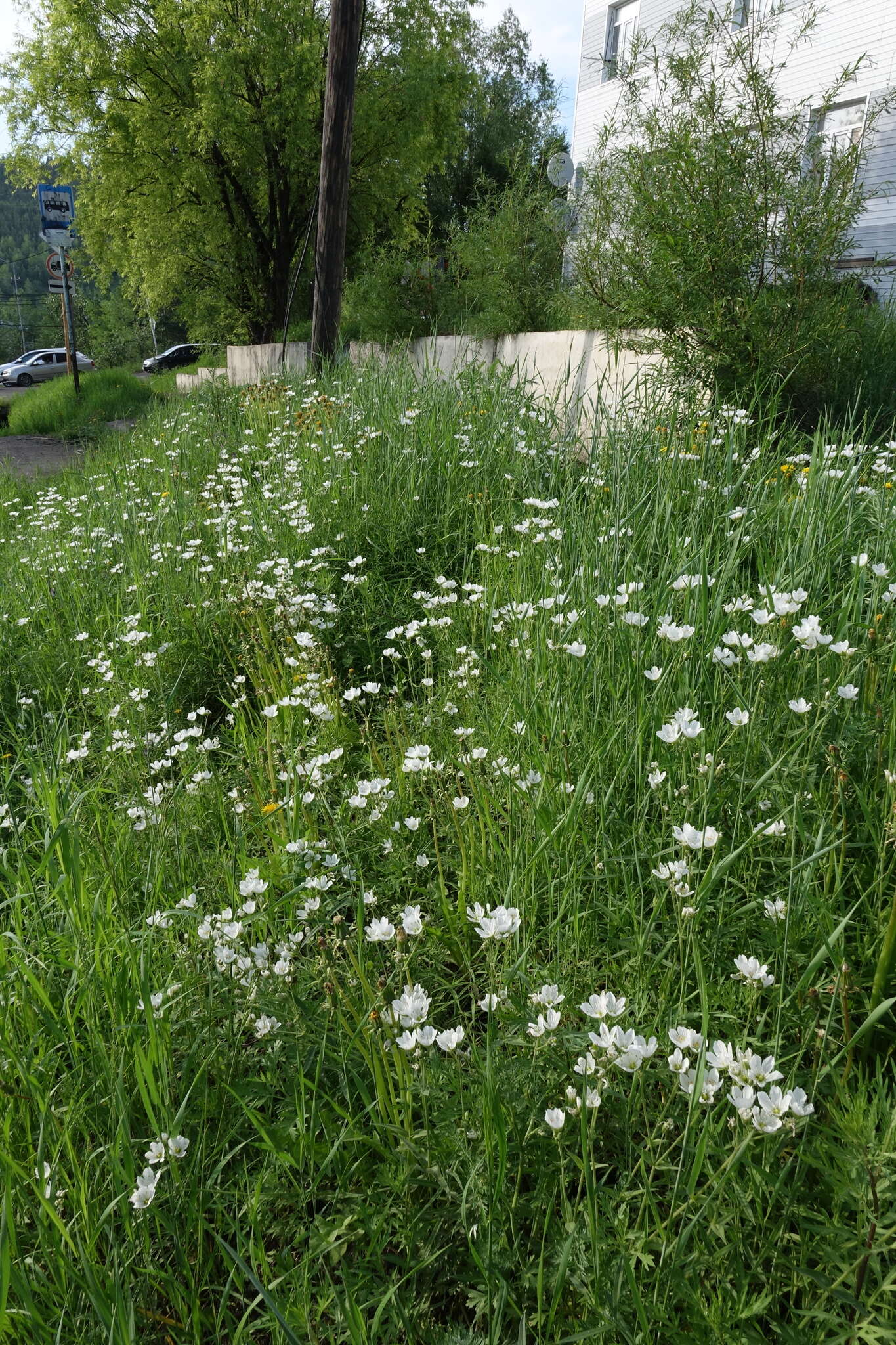 Image of great chickweed